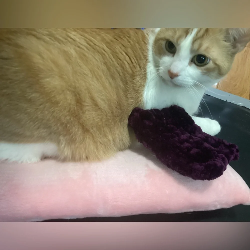 Bunny/Cat/Dog Pillow